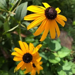 Meet your Posher, Summer